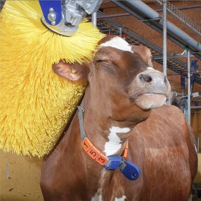 電動 スウィング 牛 掻き ブラシ 背中 ゆず